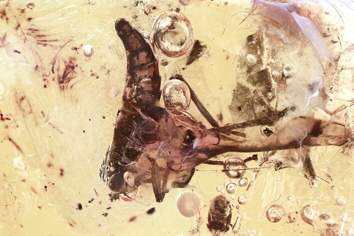 Fossil Leafhopper, Fungus Gnats, Dance Fly & Springtail In Amber #325465